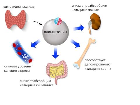 Анализ крови на кальцитонин 