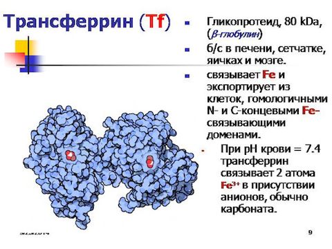 Анализ крови на трансферрин 