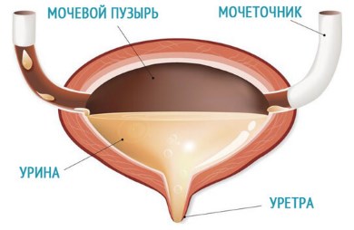 УЗИ: строение мочевого пузыря