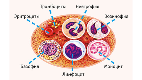 Иммуноциты в общем анализе крови thumbnail