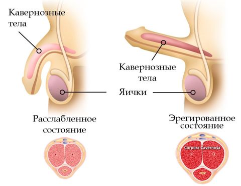 Из за чего может ухудшится потенция thumbnail