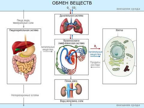 обмен веществ нарушение