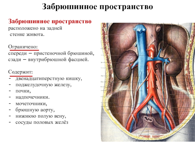 УЗИ забрюшинного пространства