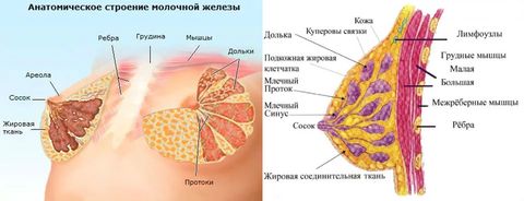 молочные железы