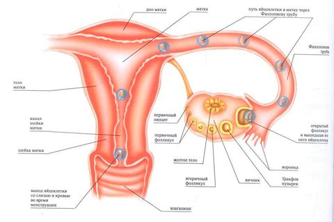 Нарушение менструального цикла тошнота головные боли thumbnail
