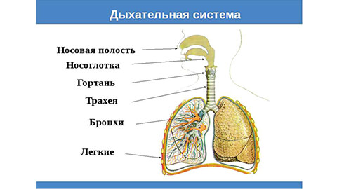 ХОБЛ (хроническая обструктивная болезнь легких)